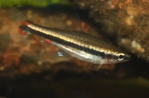 Нанностом Бекфорда (Nannostomus