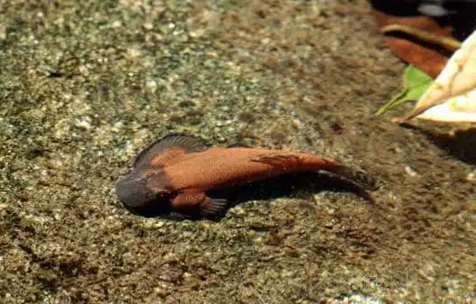 Гастромізон лепідогастер (Gastromyzon lepidogaster)
