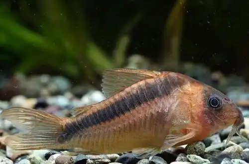 Коридорас Рабо або Помаранчевий (Рудий) Коридорас (Corydoras rabauti)