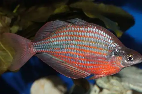 Райдужка Доріті (Glossolepis dorityi)