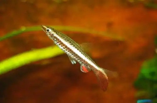 Пецілобрикон (Nannostomus eques)