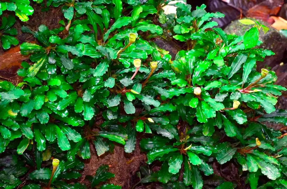 Буцефаландра пігмей Сінтанг (Bucephalandra pygmaea "Bukit Kelam / Sintang")