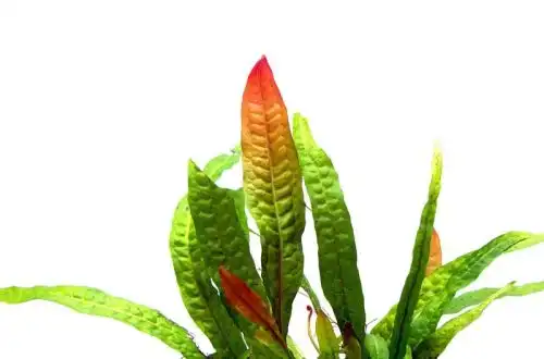 Помаранчева папороть (Microsorum pteropus «Orange Narrow»)