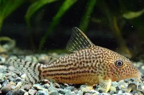 Мозаїчний Коридорас або Коридорас Харальд Шультца (Corydoras haraldschultzi)