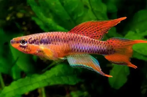 Афіосеміон двосмуговий (Aphyosemion bitaeniatum)