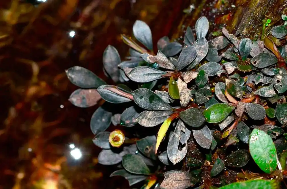 Буцефаландра пігмей Капіт (Bucephalandra pygmaea "Kapit")