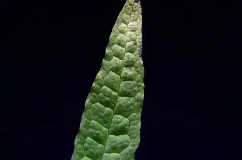 Мікросорум крокодил (Microsorum pteropus «Philippine»)