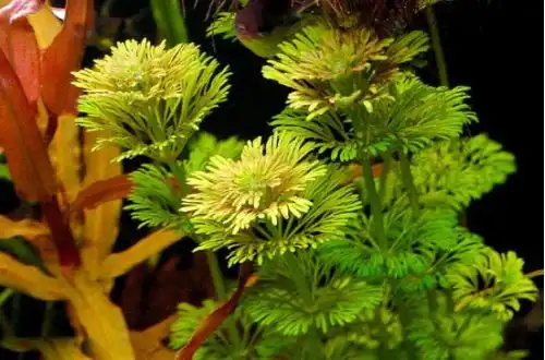 Лімнофіла або Амбулія сидячоквіткова (Limnophila sessiliflora)
