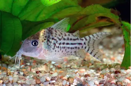 Коридорас Агассіса або Плямистий Корі (Corydoras agassizii)