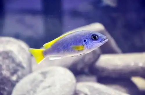 Псевдотрофеус Ацей (Pseudotropheus sp. "acei")