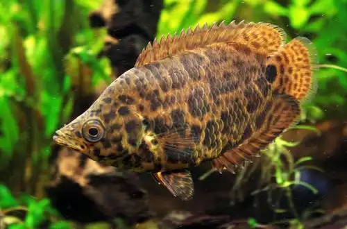 Ктенопома леопардова (Ctenopoma