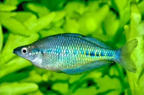 Плямиста райдужка (Glossolepis maculosus)