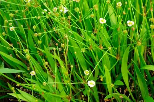 Балделія (Baldellia ranunculoides)