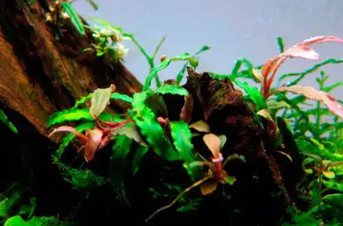 Буцефаландра Мелаві (Bucephalandra sordidula)
