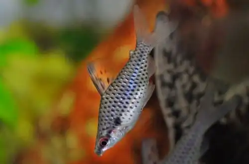 Хілодус (Chilodus punctatus)