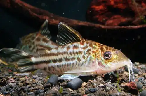 Коридорас Флагохвостий або Сомік Робіна (Corydoras robineae)