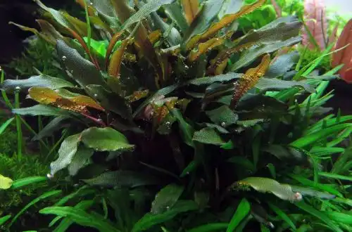 Буцефаландра червоно-коричнева вузька (Bucephalandra sp. Braun-rot narrow)