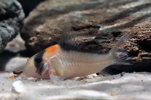 Коридорас Адольфа (Corydoras adolfoi)