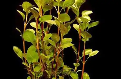 Людвіга болотна або Людвіга палюстріс (Ludwigia palustris)