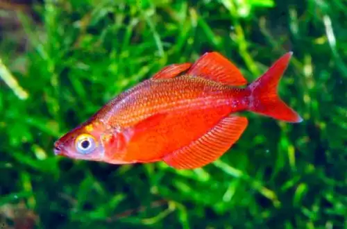 Райдужка Тамі (Glossolepis pseudoincisus)