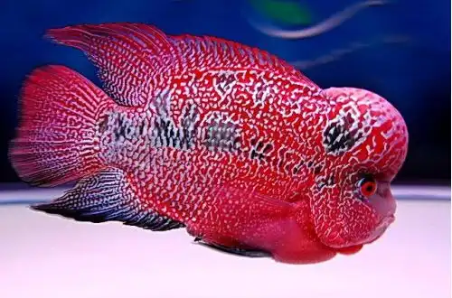 Флауерхорн (Flowerhorn Cichlid)