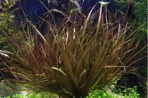 Блікса Новогвінейська (Blyxa sp. Novoguineensis)