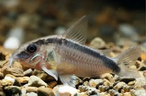 Коридорас двосмуговий або Арочний Коридорас (Корі), Скунс Корі (Corydoras arcuatus)