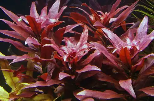 Людвіга гландулоза або Людвіга залізиста (Ludwigia glandulosa)