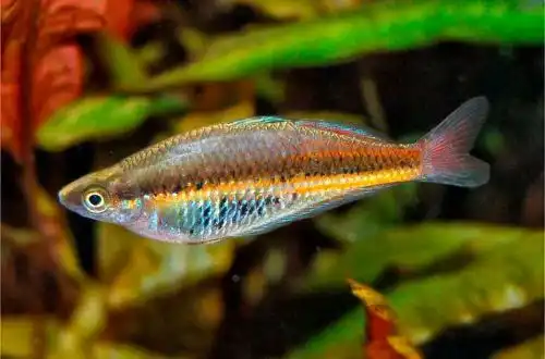 Райдужка Раму (Glossolepis ramuensis)