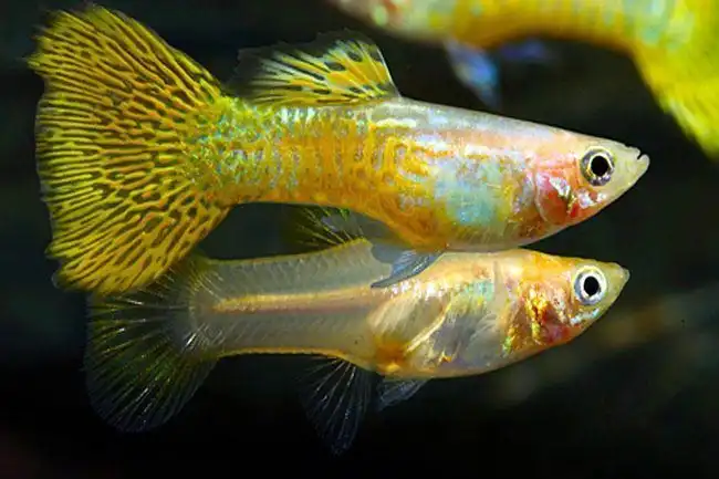 Гуппі кобра (Poecilia reticulata