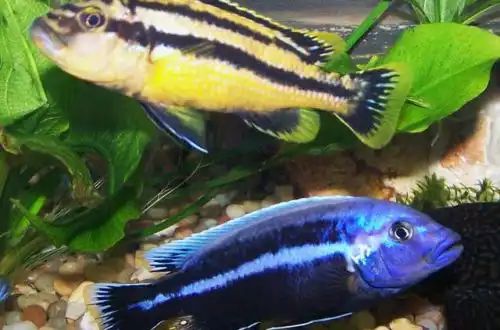 Меланохроміс Чіпока (Melanochromis chipokae)