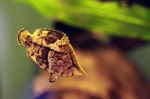 Риба-лист (Monocirrhus polyacanthus)