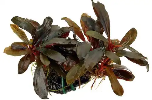 Буцефаландра Серімбу (Bucephalandra Serimbu)