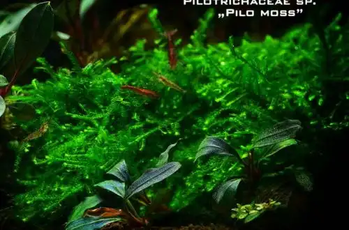 Мох Піло (Pilotrichaceae Pilo moss)