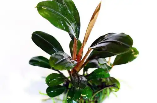 Буцефаландра Сампіт (Bucephalandra sp. Gunung Sumpit)