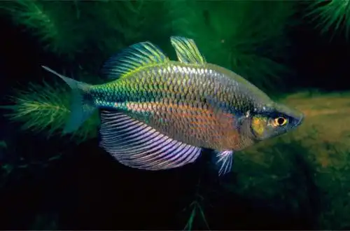 Райдужка озера Ванам (Glossolepis wanamensis)