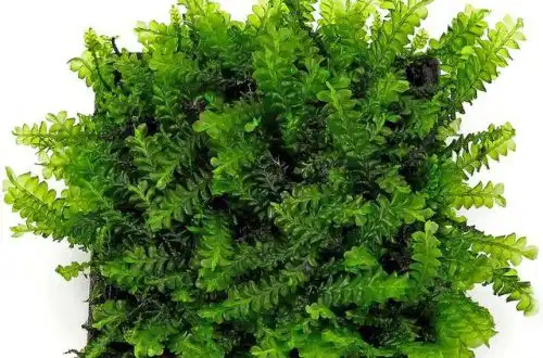 Мох Камерун (Plagiochila integerrima)
