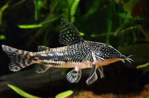 Пластинчастий Корі або Бородатий сомік (Scleromystax barbatus)