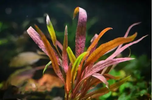 Криптокорина албіда (Cryptocoryne albida)