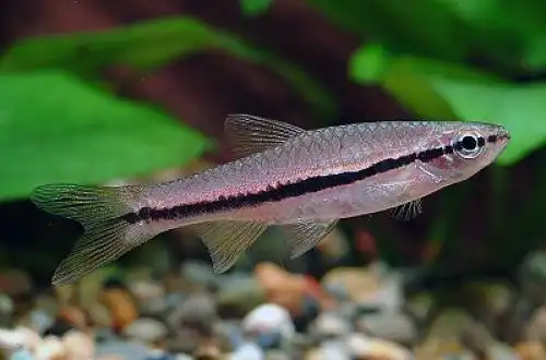 Блискуча Розбору (Rasbora