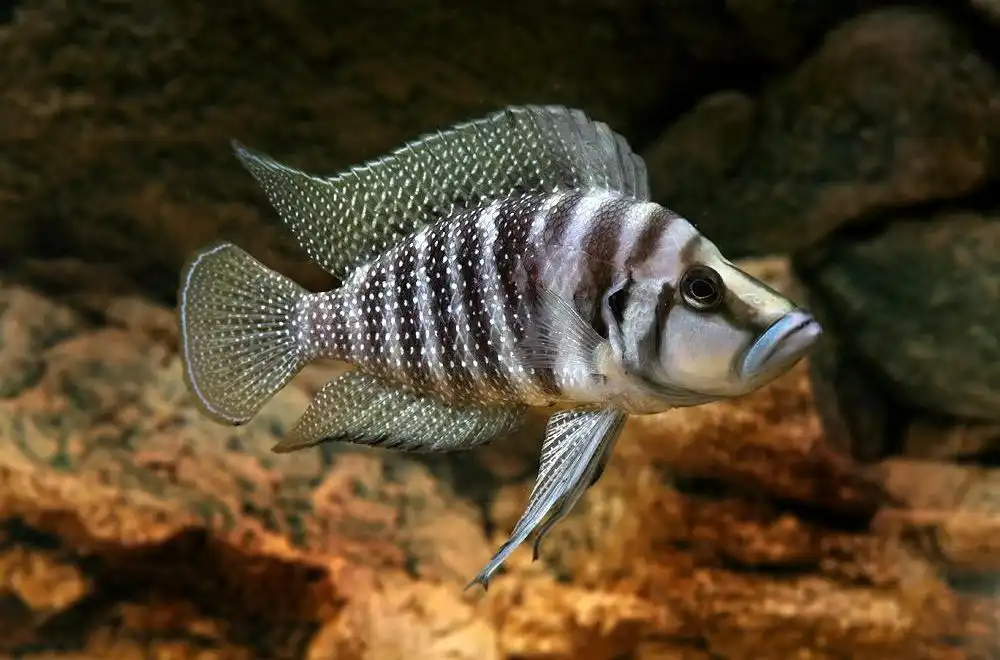 Цихліда Кальвус (Altolamprologus calvus)