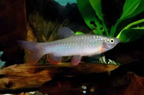 Копеїну форелева (Copeina