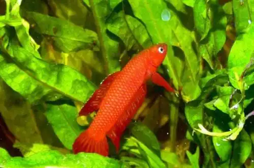 Бетта Убера (Betta uberis)