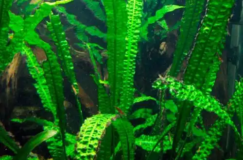 Криптокорина апоногетонолиста (Cryptocoryne aponogetifolia)