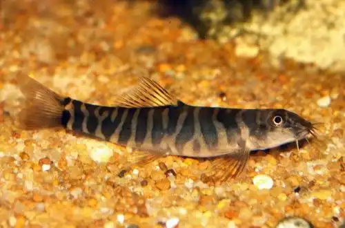 Шистура Мехонгсон (Schistura maepaiensis)