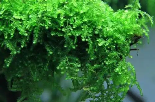 Плакучий мох (Vesicularia ferriei)