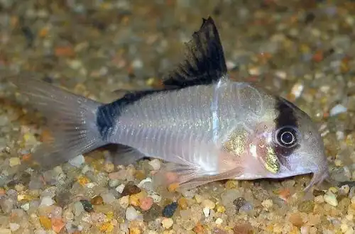 Коридорас (сомік) Мета, Бандит-Корі або Сомік "Чорна маска" (Corydoras metae)