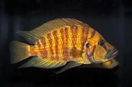 Кігоме червоний (Altolamprologus compressiceps)