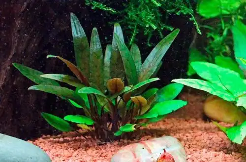 Криптокорина Беккетта (Cryptocoryne beckettii)