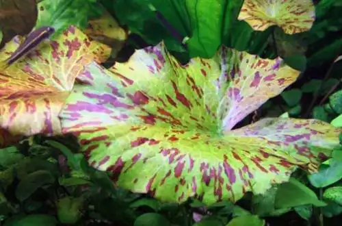 Німфея тигрова або Тигровий лотос (Nymphaea lotus)